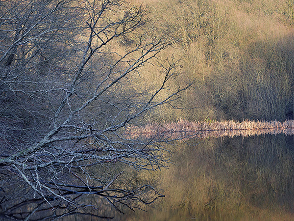 A woodland landscape photograph made in Epping Forest, Essex.