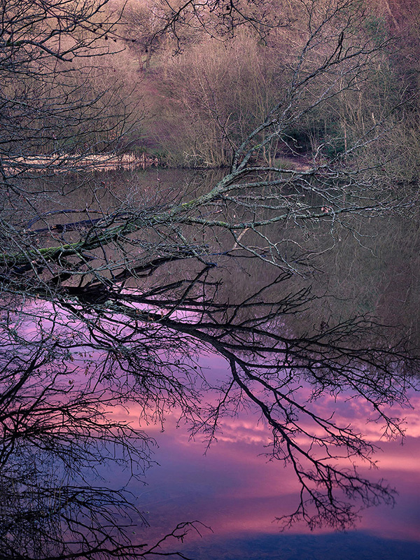 A woodland landscape photograph made in Epping Forest, Essex.
