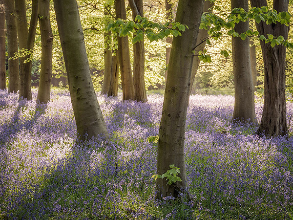 A woodland landscape photograph made in Epping Forest, Essex.