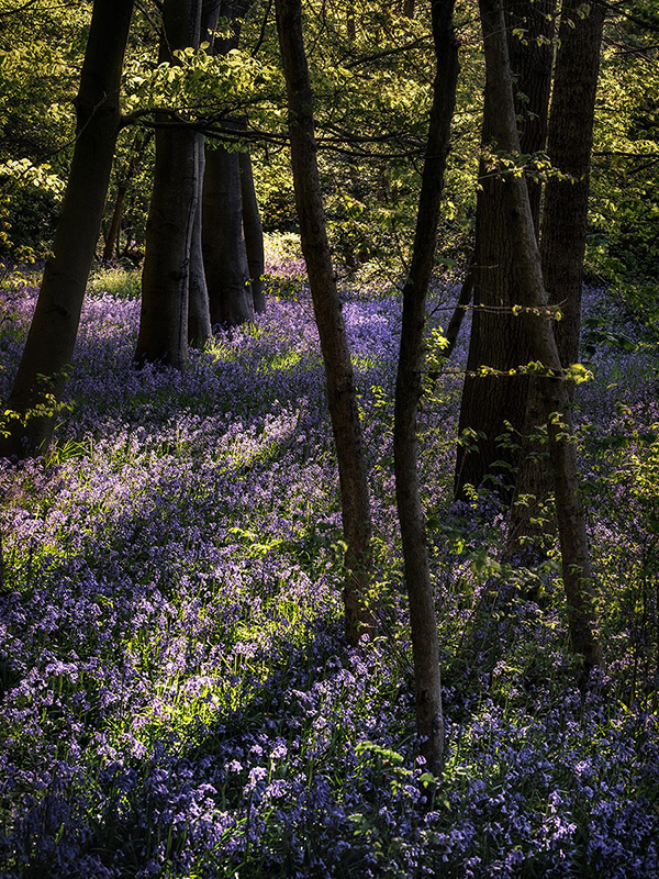 A woodland landscape photograph made in Epping Forest, Essex.