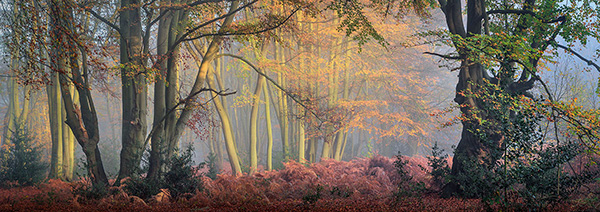 A woodland landscape photograph made in Epping Forest, Essex.