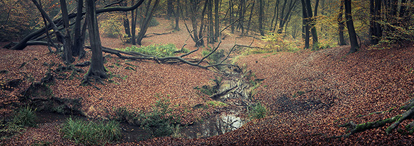 A woodland landscape photograph made in Epping Forest, Essex.