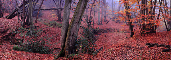 A woodland landscape photograph made in Epping Forest, Essex.