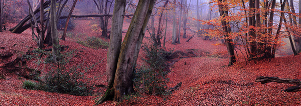 Epping Forest