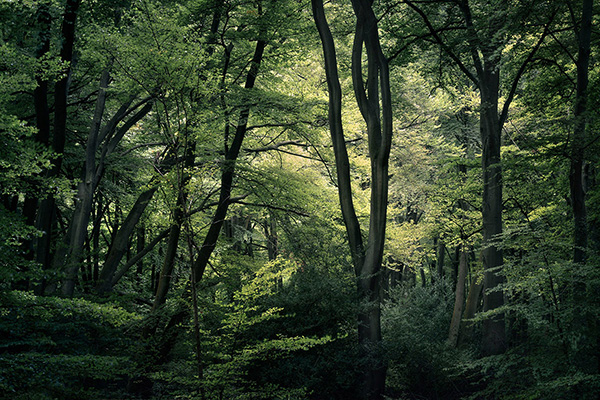 A woodland landscape photograph made in Epping Forest, Essex.