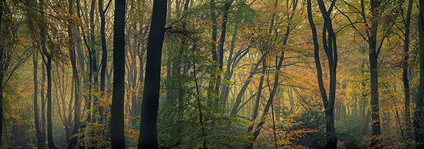 A woodland landscape photograph made in Epping Forest, Essex.
