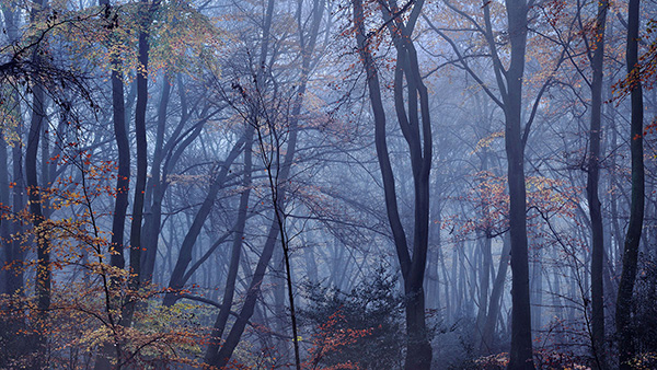 A woodland landscape photograph made in Epping Forest, Essex.