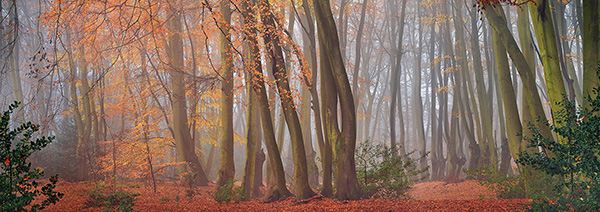 A woodland landscape photograph made in Epping Forest, Essex.