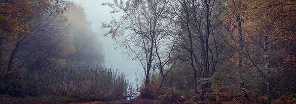 A woodland landscape photograph made in Epping Forest, Essex.