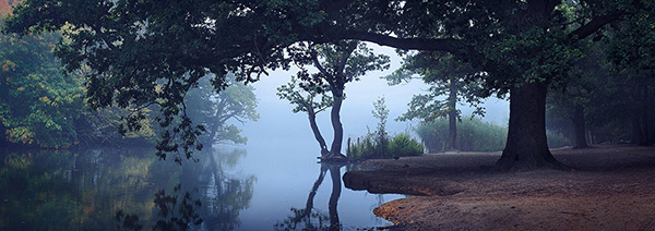 A woodland landscape photograph made in Epping Forest, Essex.