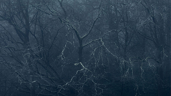 A woodland landscape photograph made in Epping Forest, Essex.