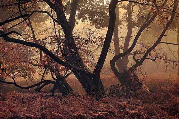 A woodland landscape photograph made in Epping Forest, Essex.