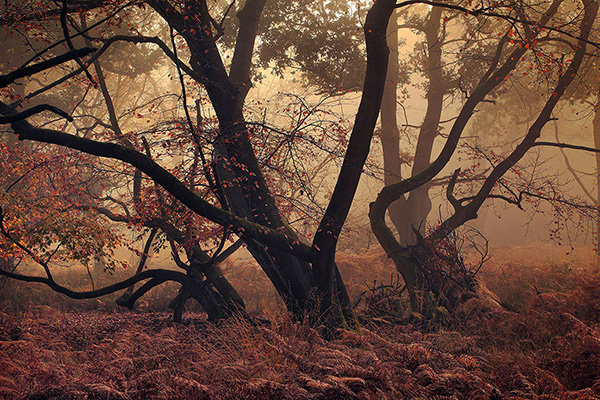 Epping Forest