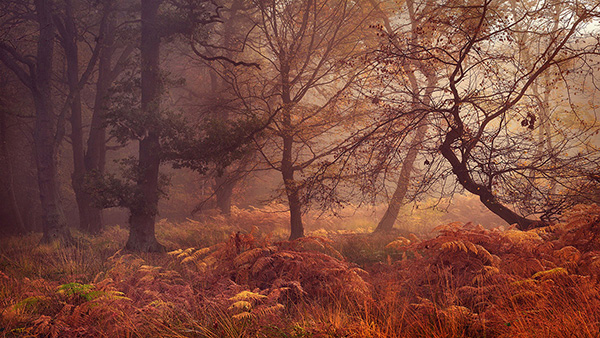 A woodland landscape photograph made in Epping Forest, Essex.