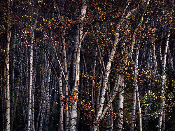 A woodland landscape photograph made in Epping Forest, Essex.