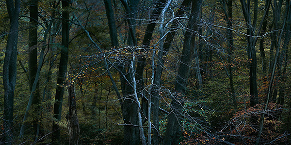 A woodland landscape photograph made in Epping Forest, Essex.