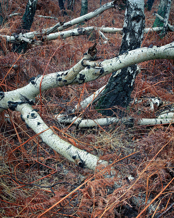 A woodland landscape photograph made in Epping Forest, Essex.