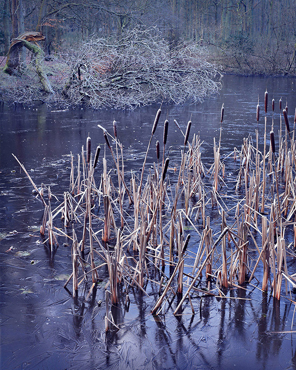 A woodland landscape photograph made in Epping Forest, Essex.