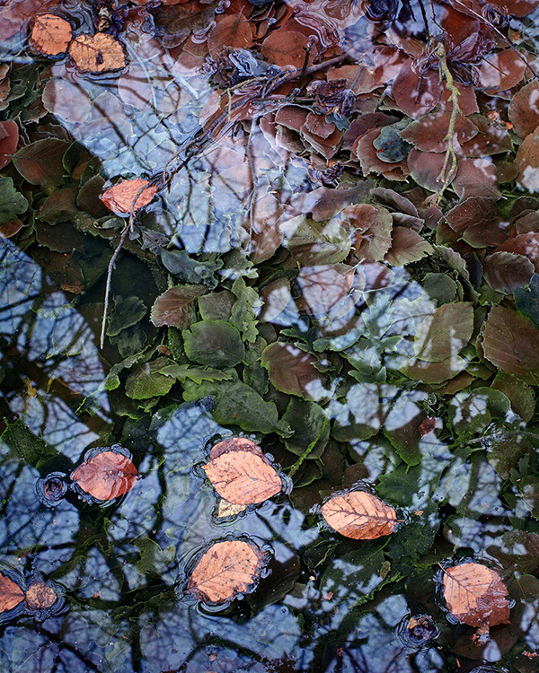 A woodland landscape photograph made in Epping Forest, Essex.