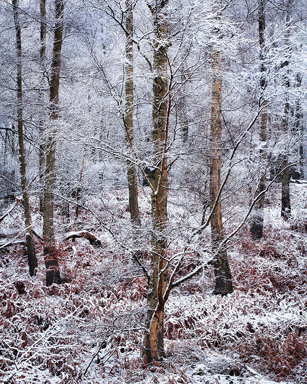 A woodland landscape photograph made in Epping Forest, Essex.