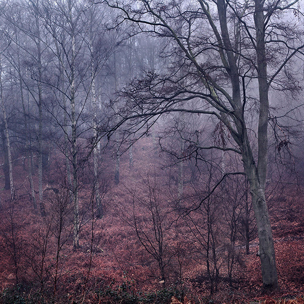 A woodland landscape photograph made in Epping Forest, Essex.