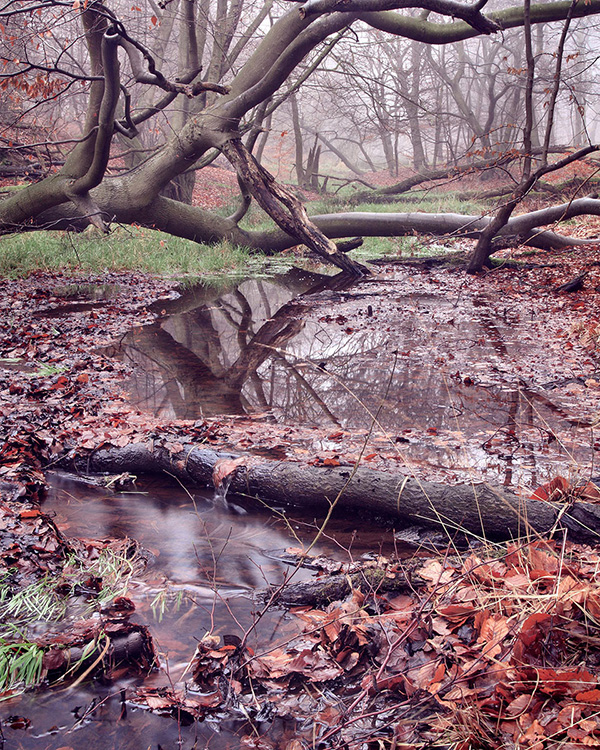 A woodland landscape photograph made in Epping Forest, Essex.