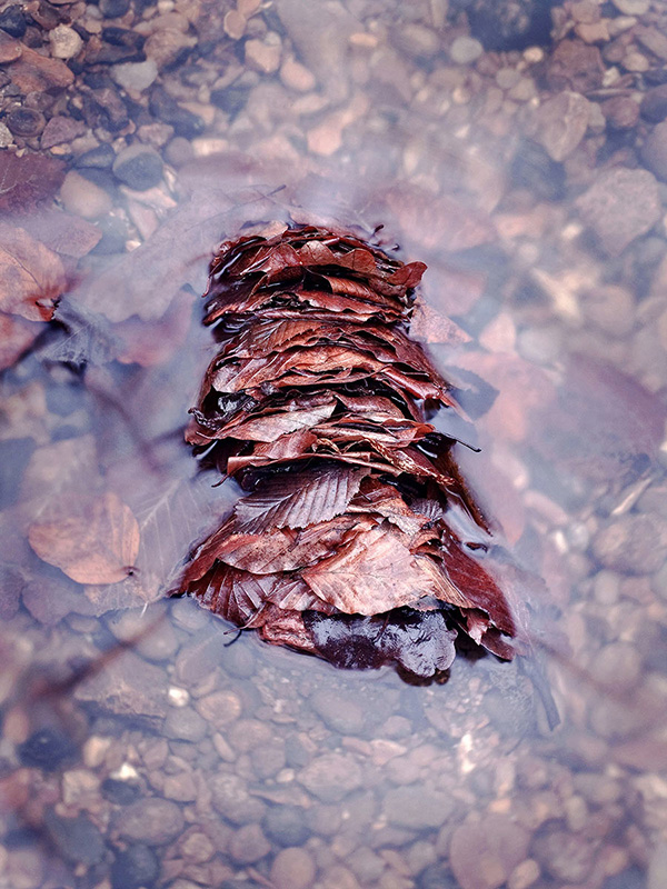 A woodland landscape photograph made in Epping Forest, Essex.