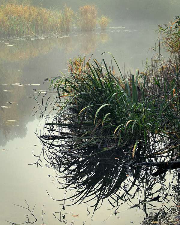 A woodland landscape photograph made in Epping Forest, Essex.