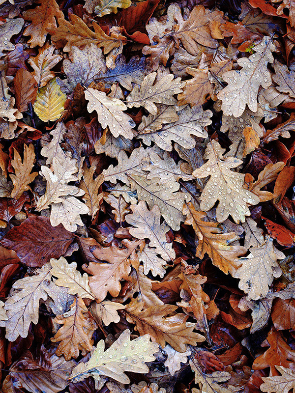 A woodland landscape photograph made in Epping Forest, Essex.