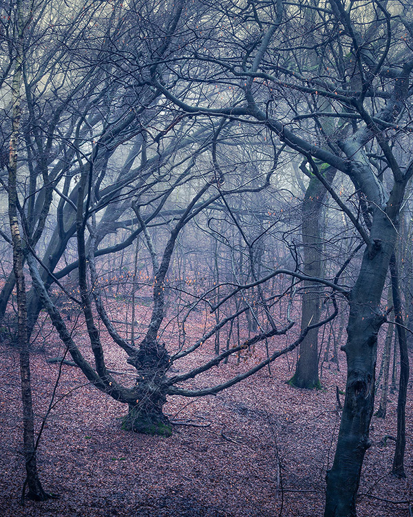 A woodland landscape photograph made in Epping Forest, Essex.
