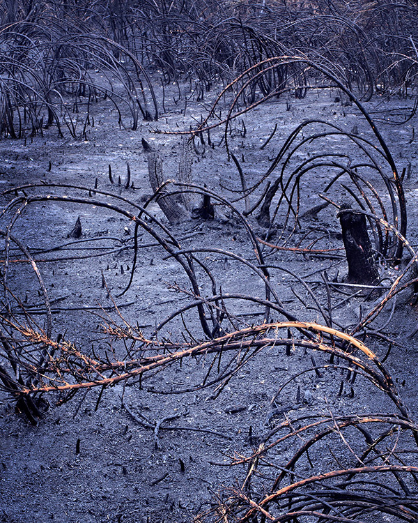 A woodland landscape photograph made in Epping Forest, Essex.