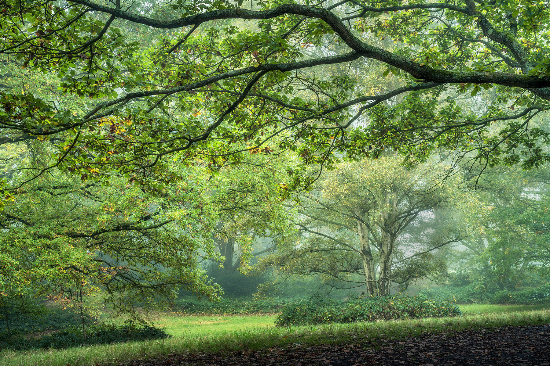 Landscape photograph made early morning in Hampstead Heath, north London.