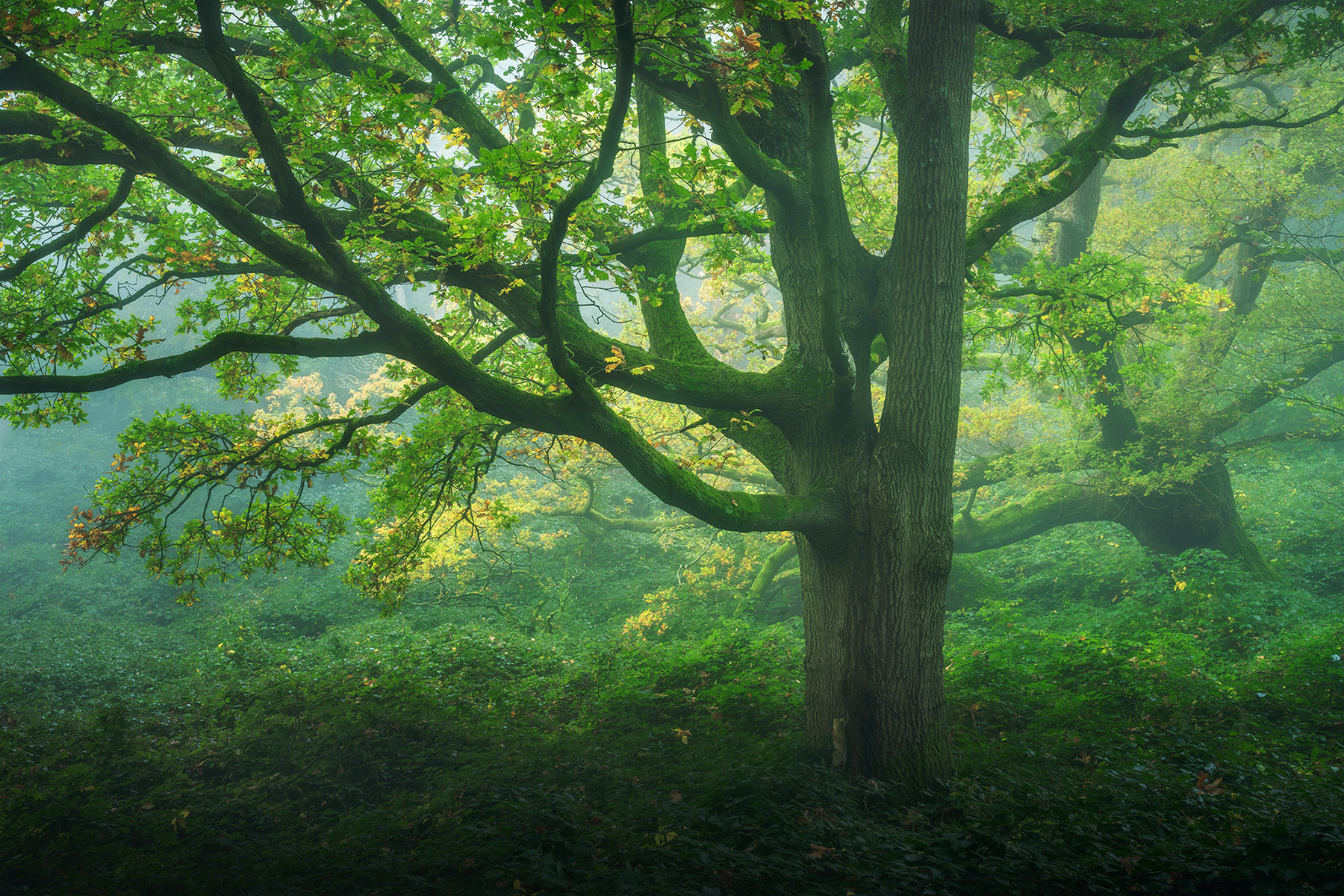 Landscape photograph made early morning in Hampstead Heath, north London.