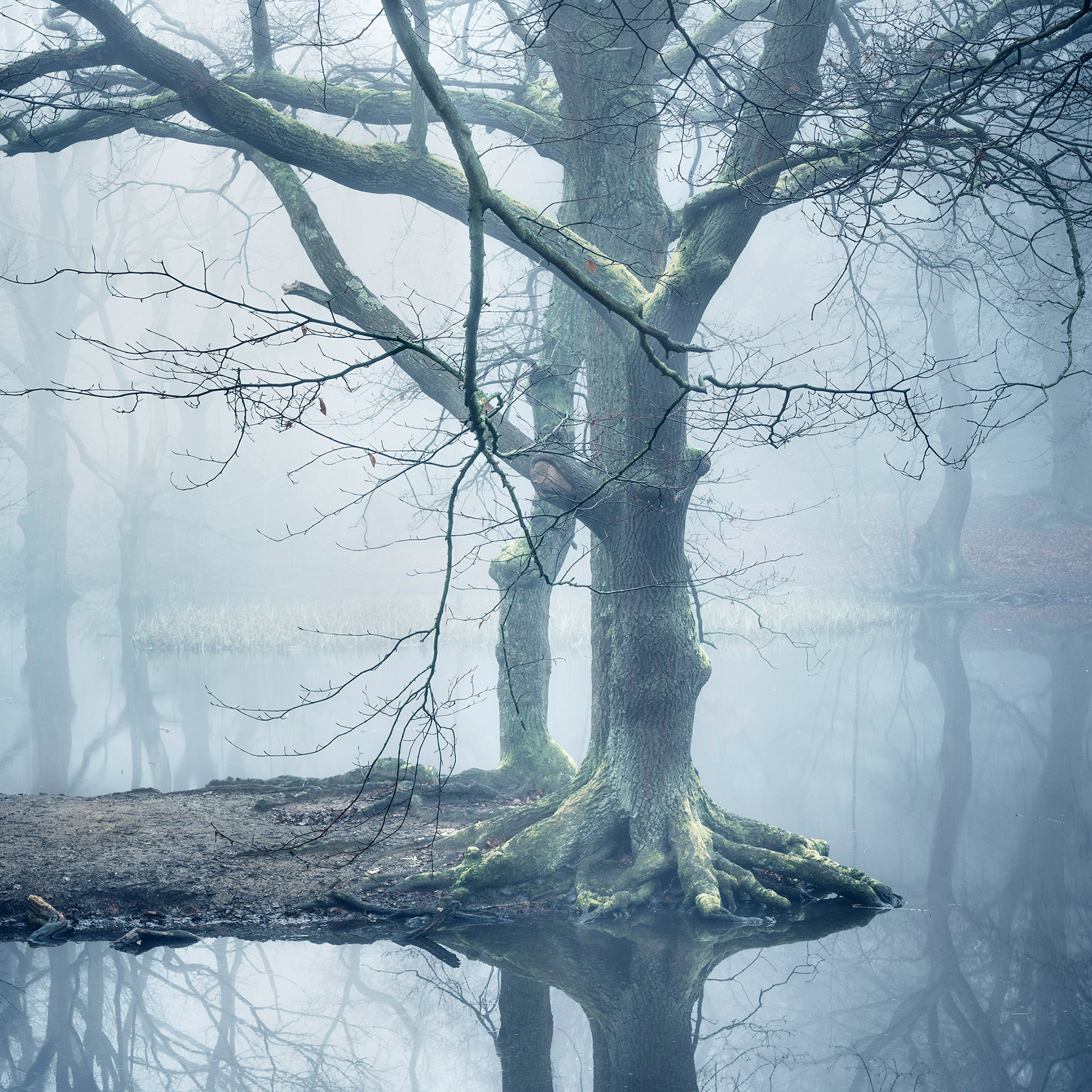 Landscape photograph made early morning in Hampstead Heath, north London.
