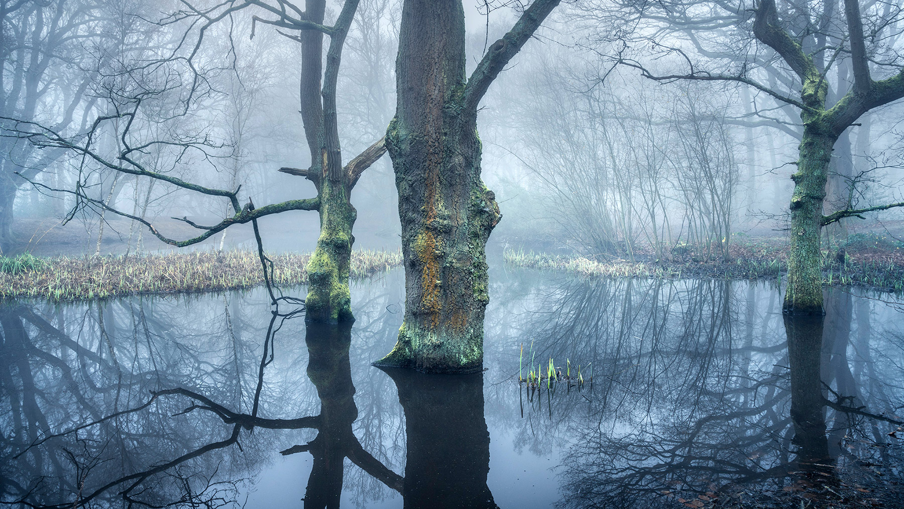 Landscape photograph made early morning in Hampstead Heath, north London.