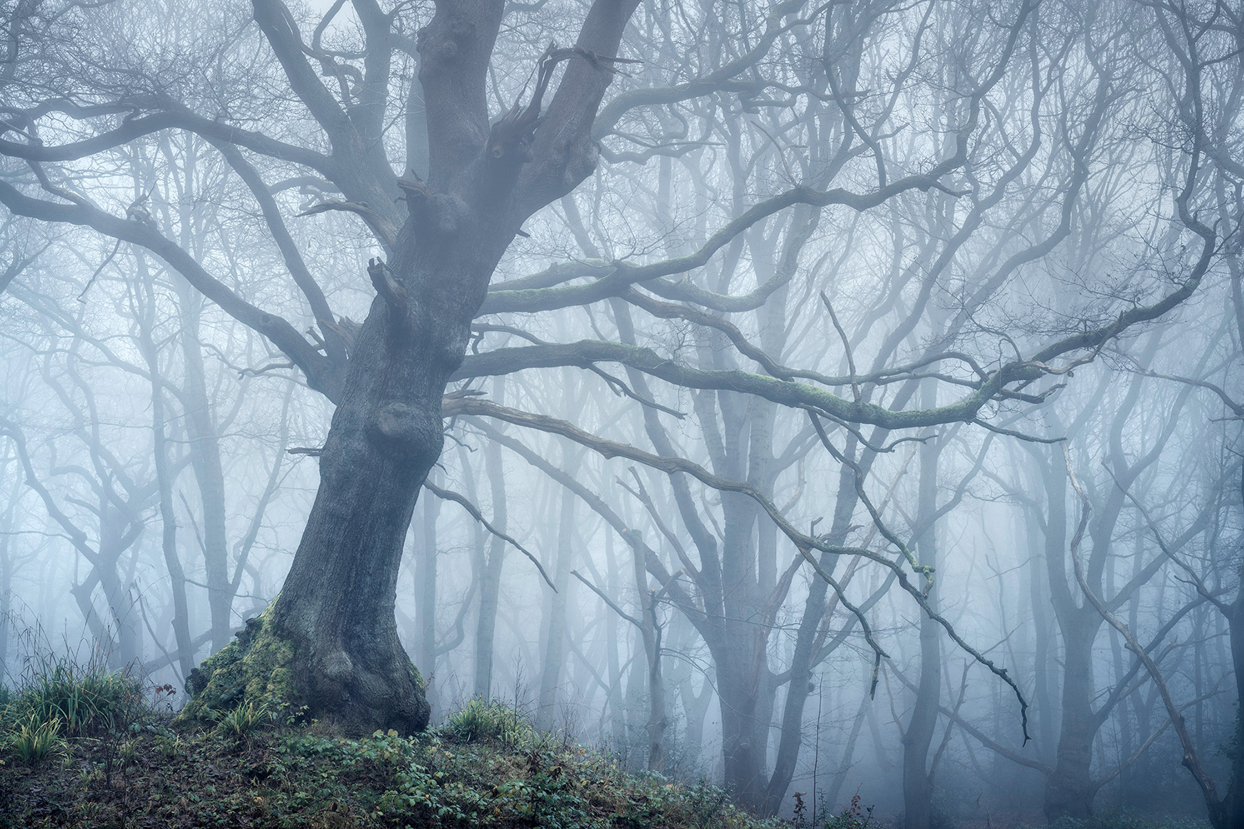 Landscape photograph made early morning in Hampstead Heath, north London.