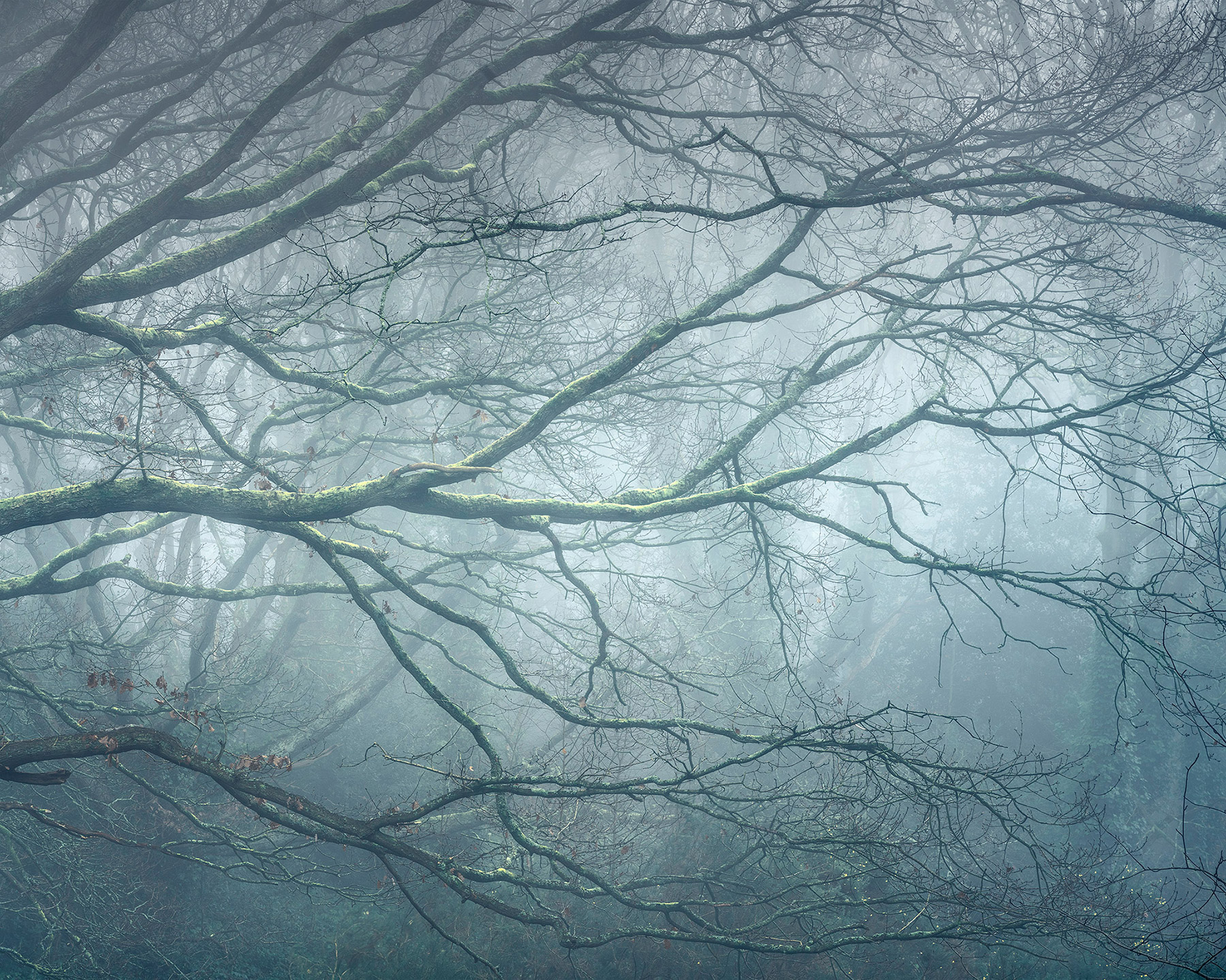 Landscape photograph made early morning in Hampstead Heath, north London.