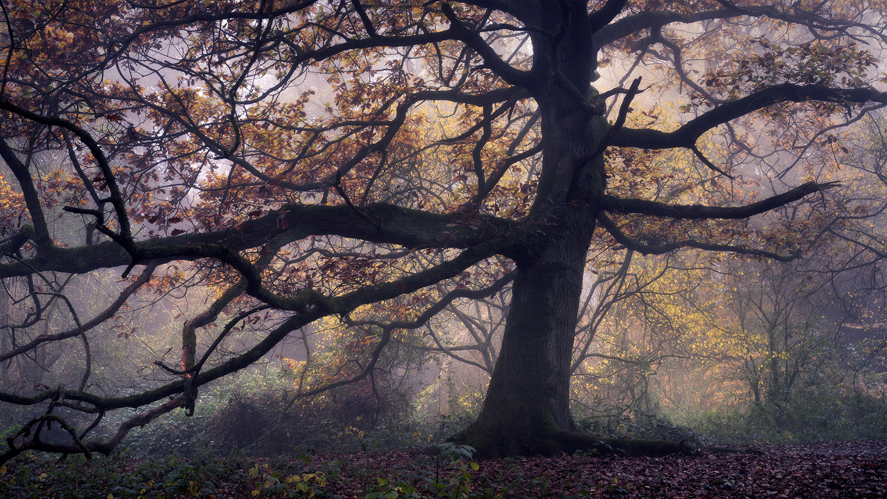 Landscape photograph made early morning in Hampstead Heath, north London.