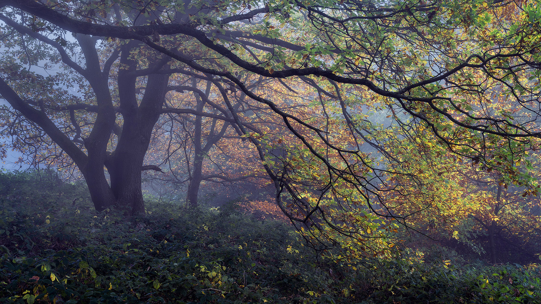 Landscape photograph made early morning in Hampstead Heath, north London.