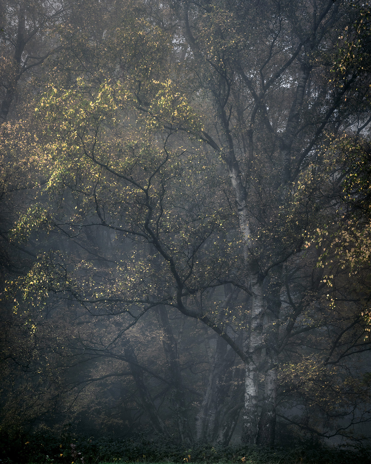 Landscape photograph made early morning in Hampstead Heath, north London.