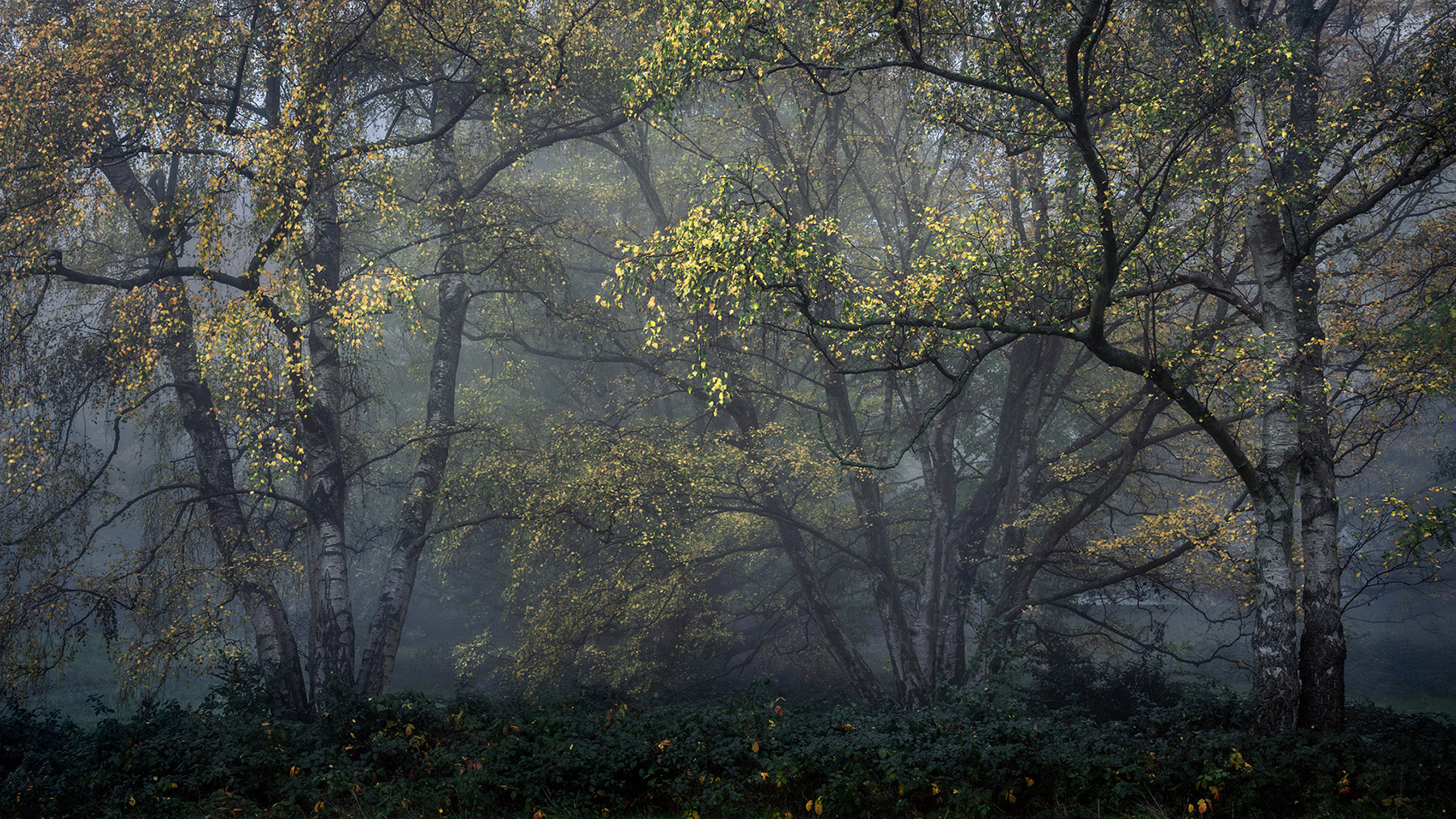 Landscape photograph made early morning in Hampstead Heath, north London.