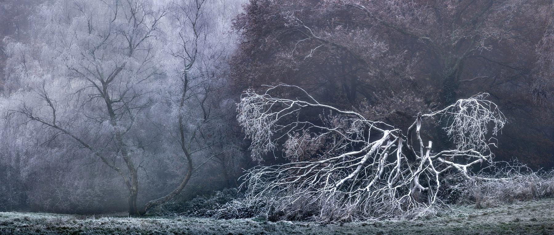 Landscape photograph made early morning in Hampstead Heath, north London.