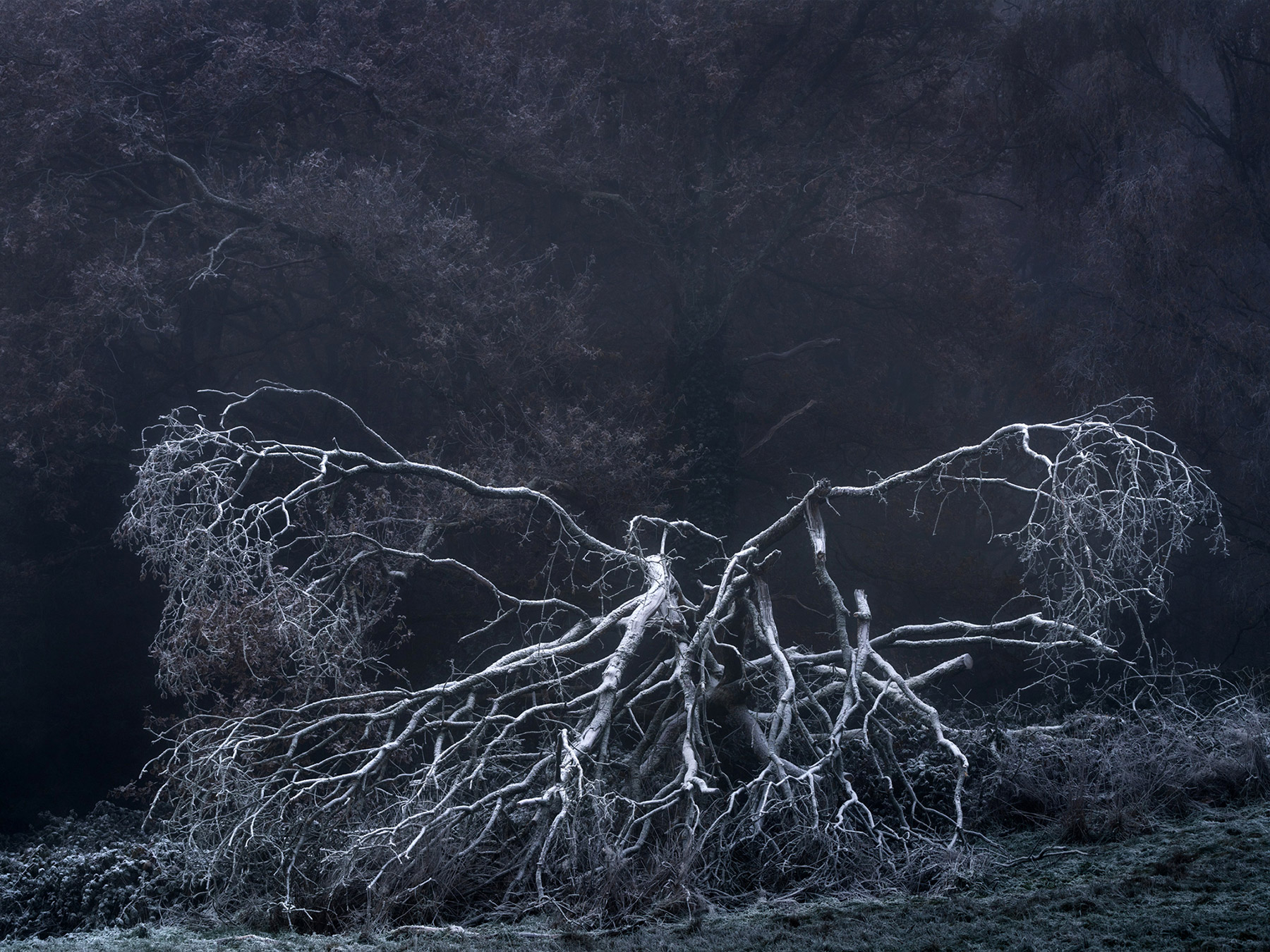 Landscape photograph made early morning in Hampstead Heath, north London.
