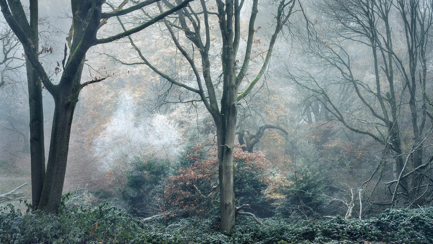 Landscape photograph made early morning in Hampstead Heath, north London.