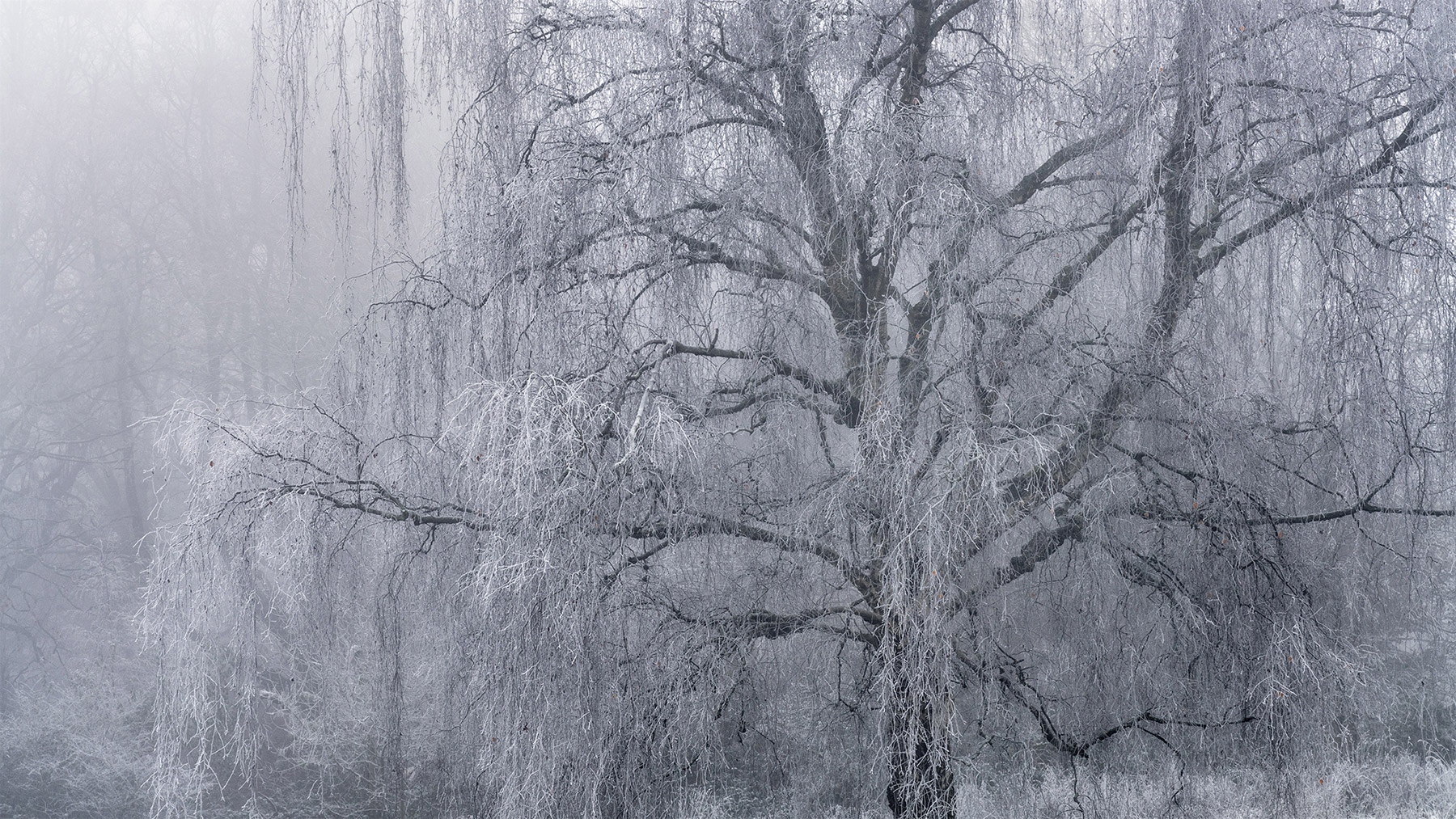 Landscape photograph made early morning in Hampstead Heath, north London.