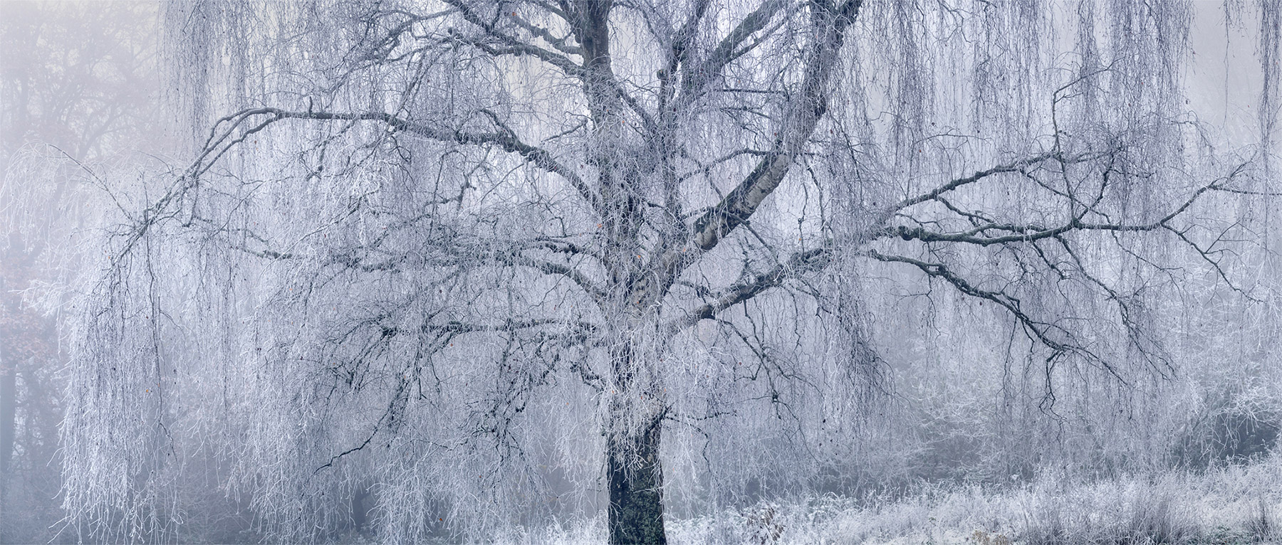 Landscape photograph made early morning in Hampstead Heath, north London.