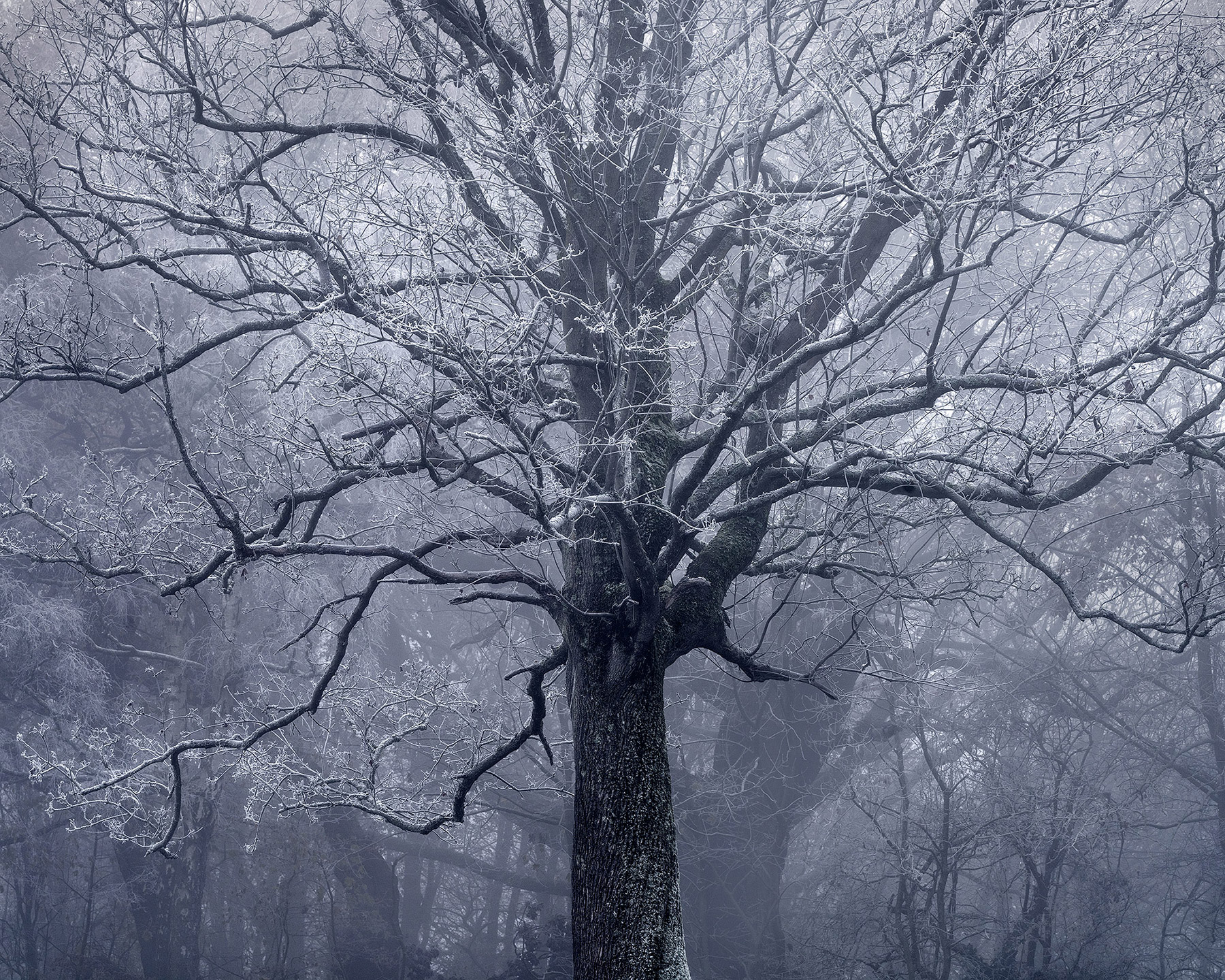 Landscape photograph made early morning in Hampstead Heath, north London.
