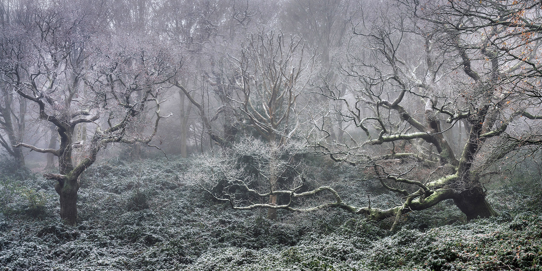Landscape photograph made early morning in Hampstead Heath, north London.