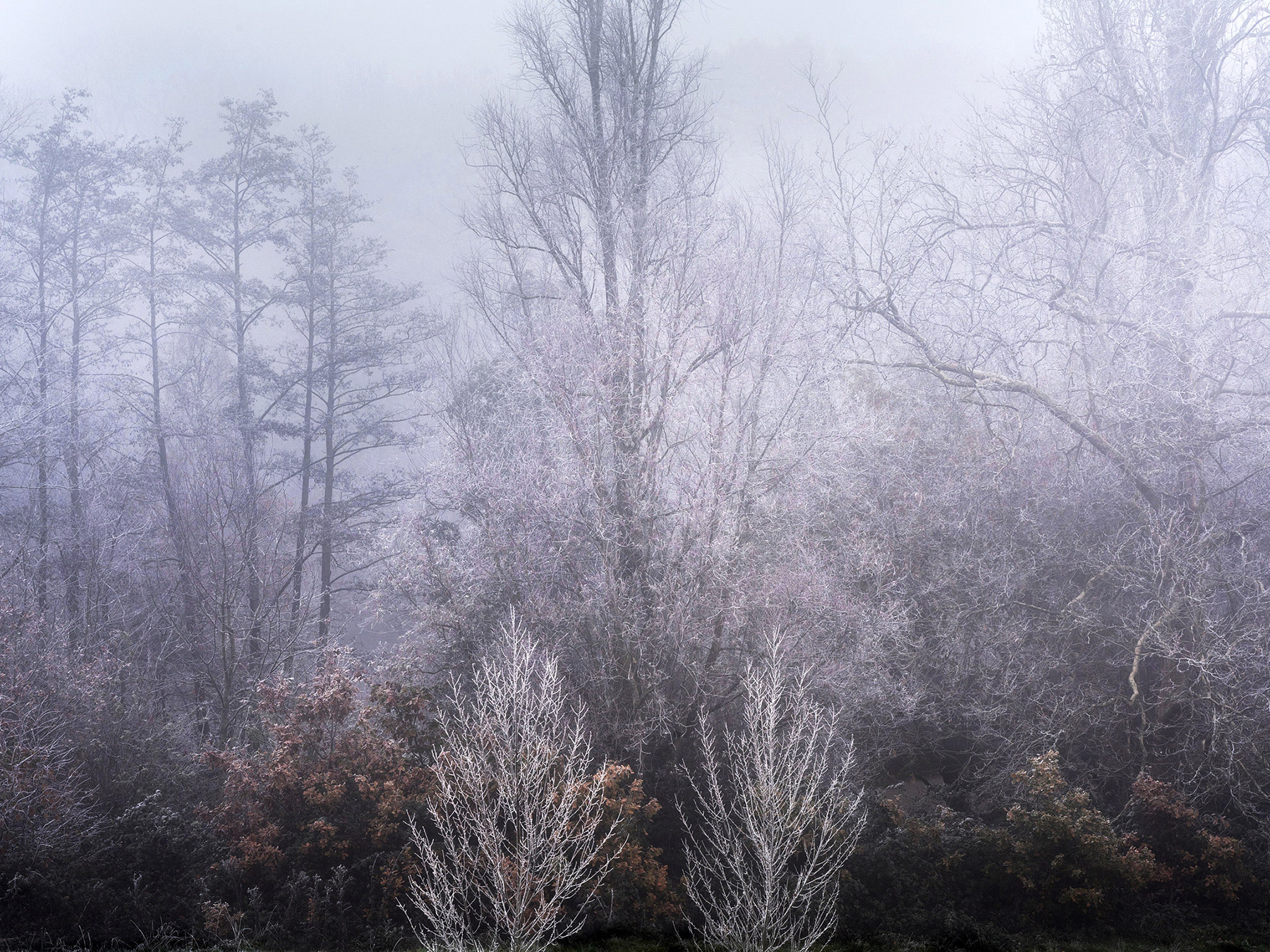Landscape photograph made early morning in Hampstead Heath, north London.