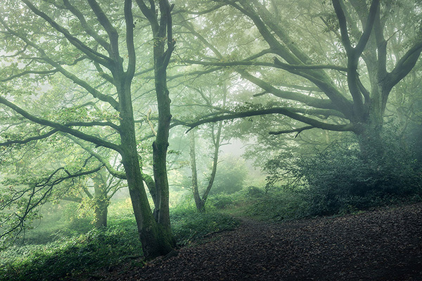 Landscape photograph made early morning in Hampstead Heath, north London.